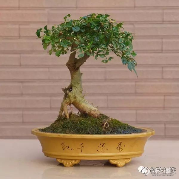 龟甲冬青盆景