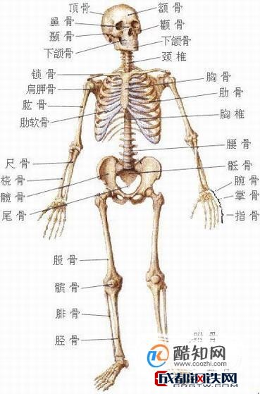 肩胛骨平第几胸椎图片