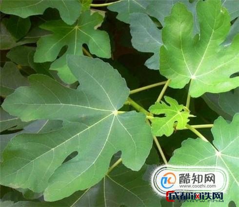 无花果叶子有哪些用途？  第2张