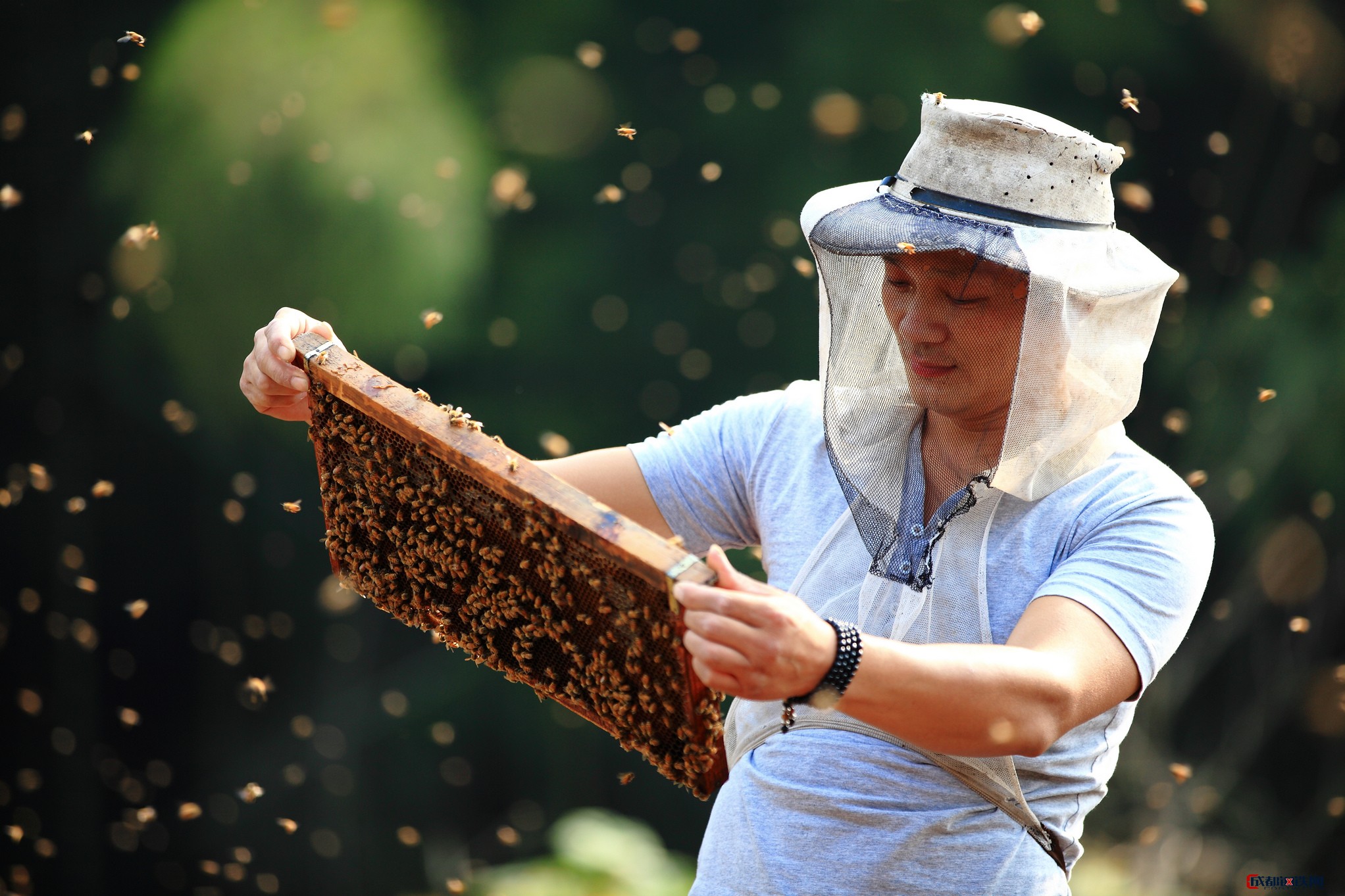 为什么蜜蜂不会蜇养蜂人