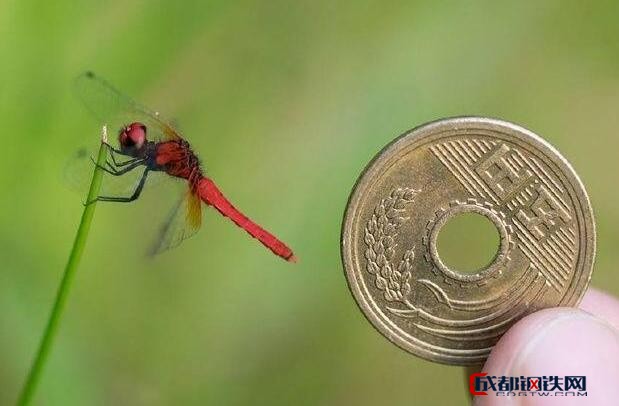 世界上最小的蜻蜓是什么?