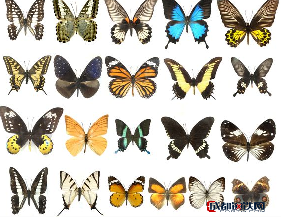 为什么同种蝴蝶有春型和夏型之分?