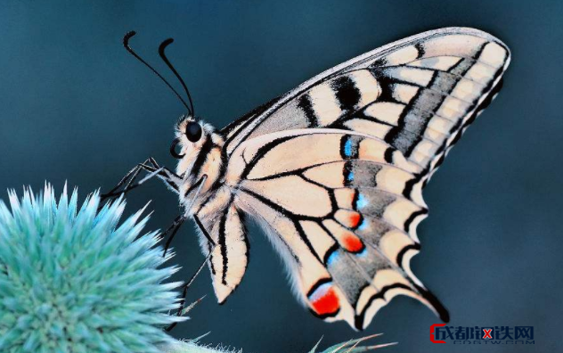 为什么同种蝴蝶有春型和夏型之分?