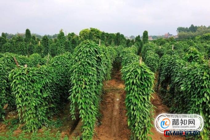 怎样种植野生淮山