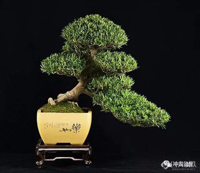 罗汉松桩头盆景
