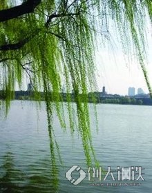 柳树公  第2张