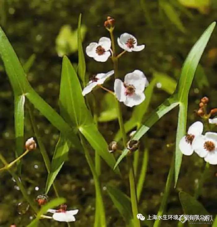 慈姑sagittaria sagittifolia科屬:澤瀉科 慈姑屬別名:剪刀草,燕尾草