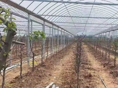 安徽椭圆管 种植棚养殖棚 各种大棚图1