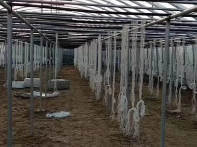 葡萄大棚扁管 葡萄大棚镀锌扁管 葡萄大棚钢管 椭圆管图1